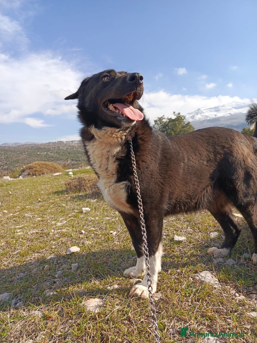 Labrador cani in regalo: Splendida simil Labrador - WINDY - Annuncio 8