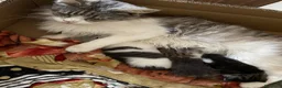 Meticcio gatti in vendita: Gattini incrocio Main coon - Annuncio 4