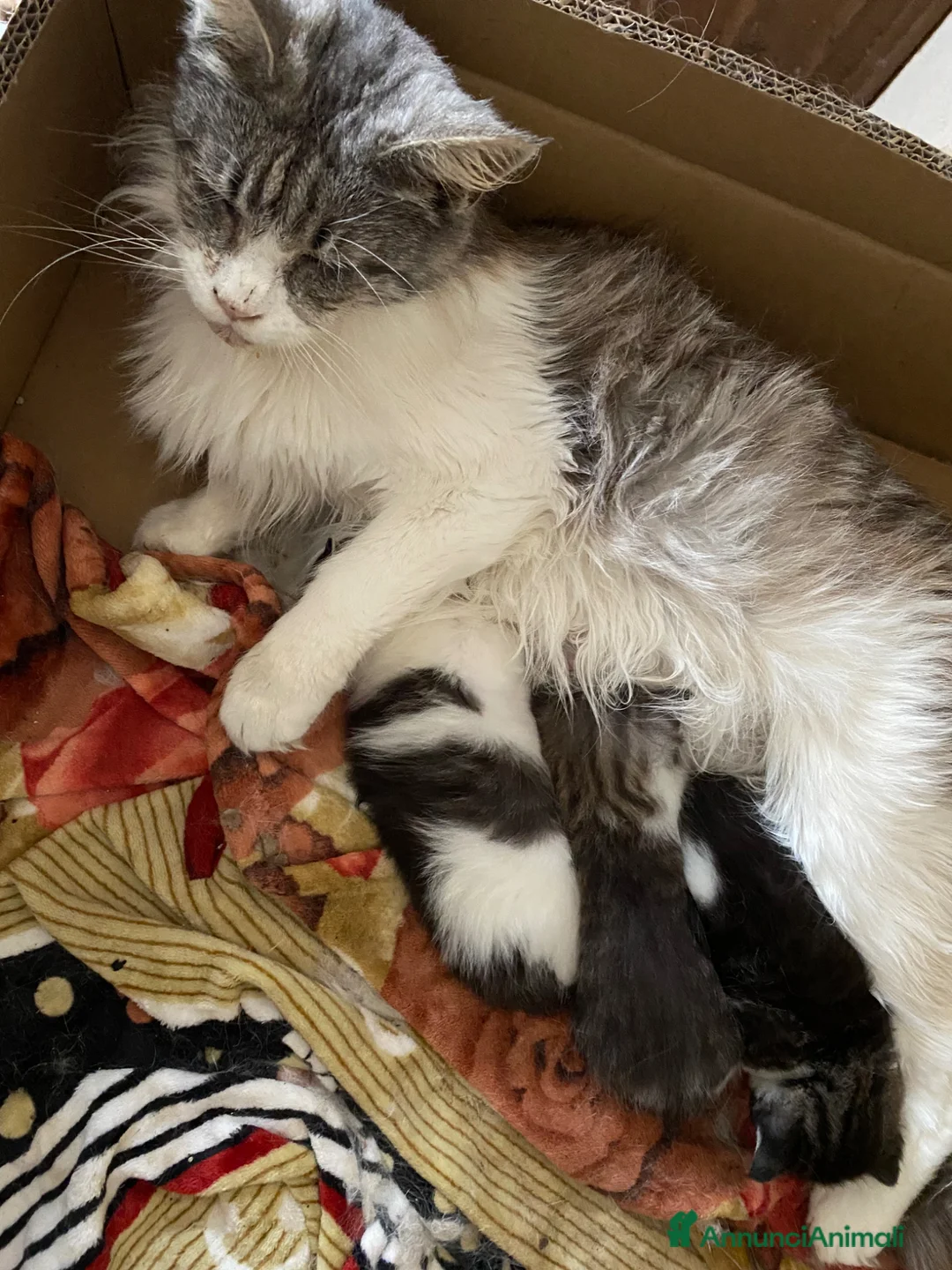 Meticcio gatti in vendita: Gattini incrocio Main coon - Annuncio 4
