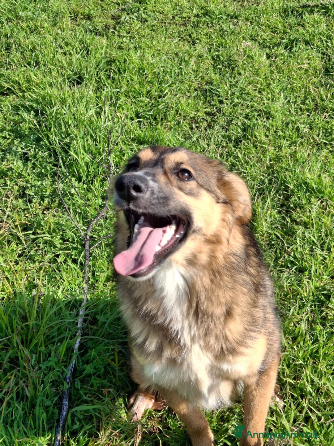 Meticcio cani in regalo: BRENDA 🩷-cucciola.La adotti?Non lasciarla nel box - Annuncio 20