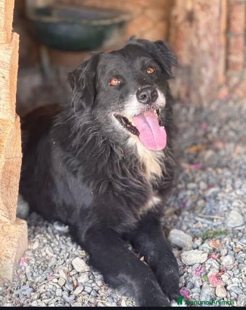 Meticcio cani Tommy - Annuncio 23
