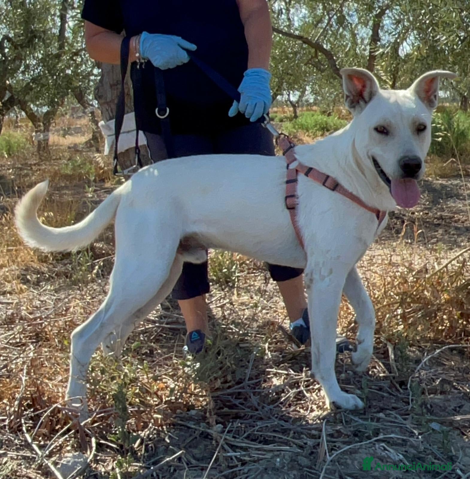 Meticcio cani Manuel - Annuncio 22