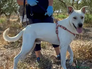 Meticcio cani Manuel - Annuncio 22