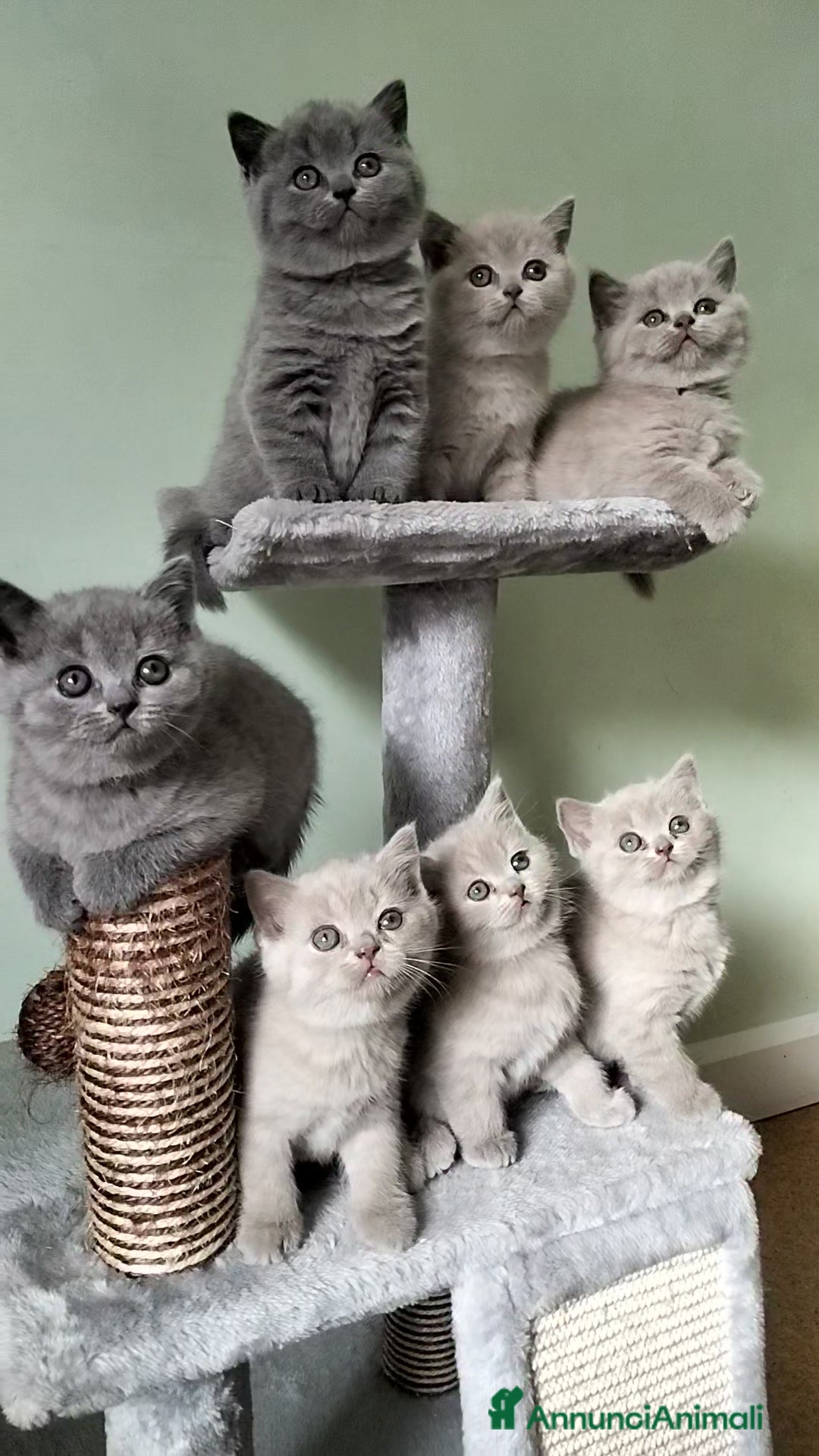 British gatti in vendita: Cuccioli British/Scottish  - Annuncio 2