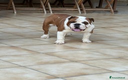 Bulldog cani in vendita: Vendo Bulldog Inglese Maschio a Provincia di Lecce - Immagine 3