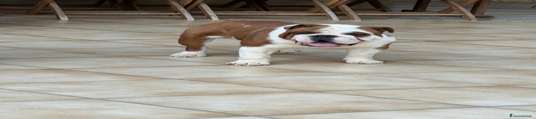 Bulldog Cucciolo 1