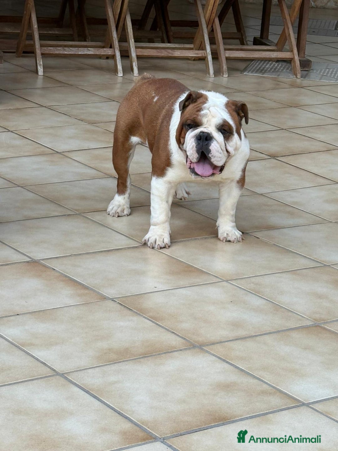 Bulldog cani in vendita: Vendo Bulldog Inglese Maschio a Provincia di Lecce - Immagine 3