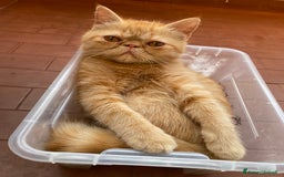 Exotic Shorthair gatti in vendita: Cuccioli gatti exotic shorthair a Provincia di Parma - Immagine 4