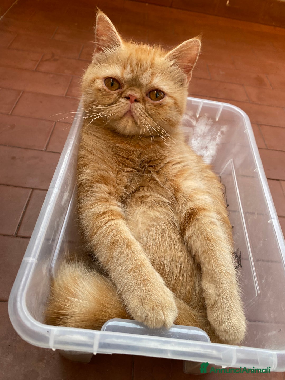 Exotic Shorthair gatti in vendita: Cuccioli gatti exotic shorthair a Provincia di Parma - Immagine 4