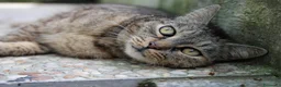 Europeo gatti in regalo: Gatta adulta buona cerca casa - Annuncio 6