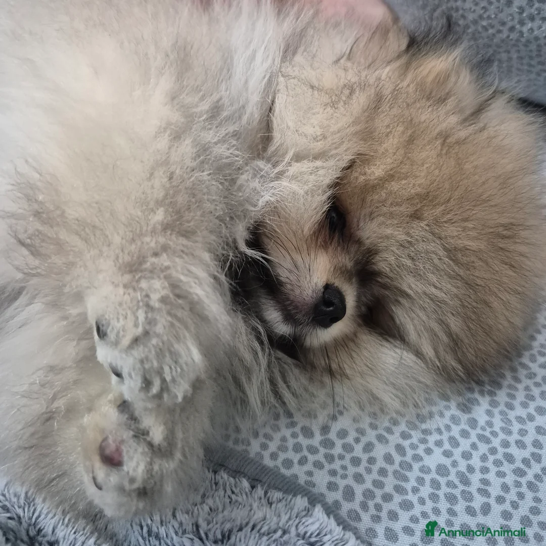 Volpino Pomerania cani in vendita: Spitz di pomerania tedesco nano  a Provincia di Oristano - Annuncio 12