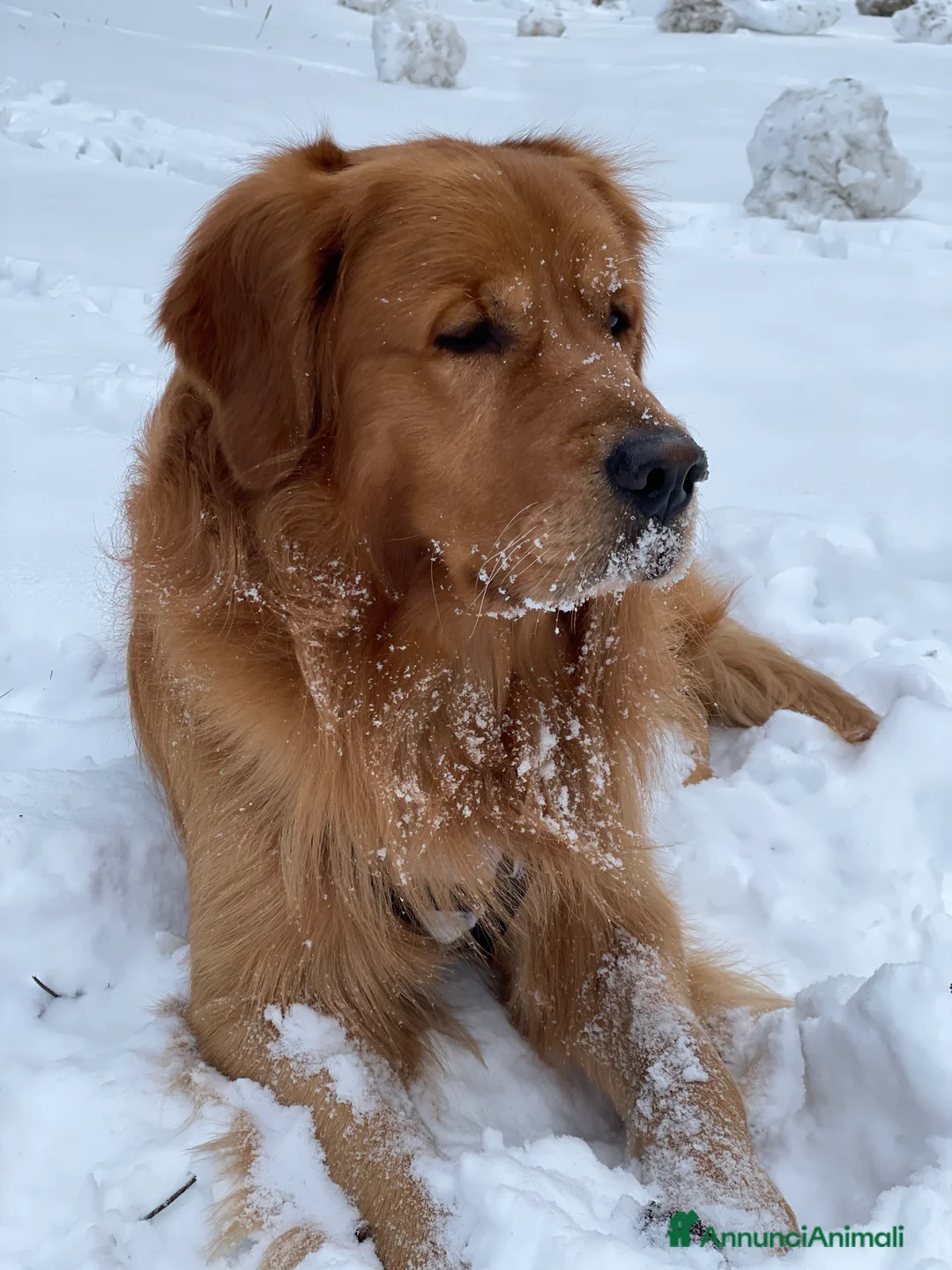 Golden Retriever cani per accoppiamento: GOLDEN RETRIEVER MASCHIO PER ACCOPPIAMENTO - Annuncio 11