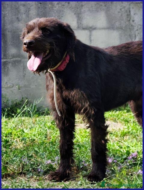 Meticcio cani SPELACCHIO ha perso tutto.... - Annuncio 20