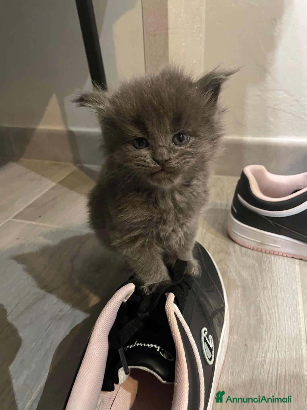 Maine Coon gatti in vendita: Mainecoon - Annuncio 21