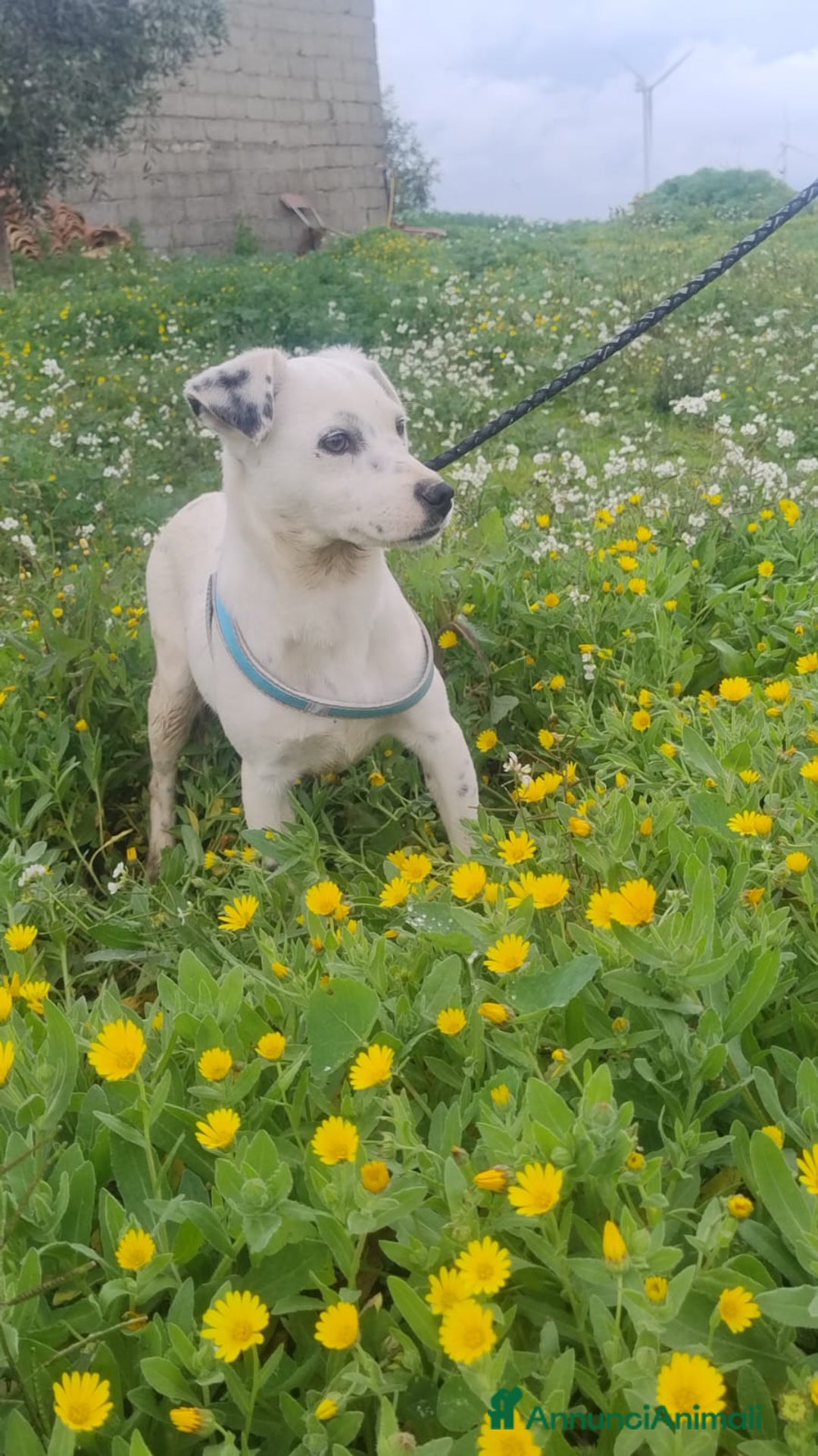 Meticcio cani in regalo:  Mila - Annuncio 3