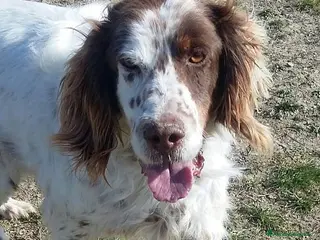 Setter Inglese cani ALAN gioioso e buono con tutti! - Annuncio 5