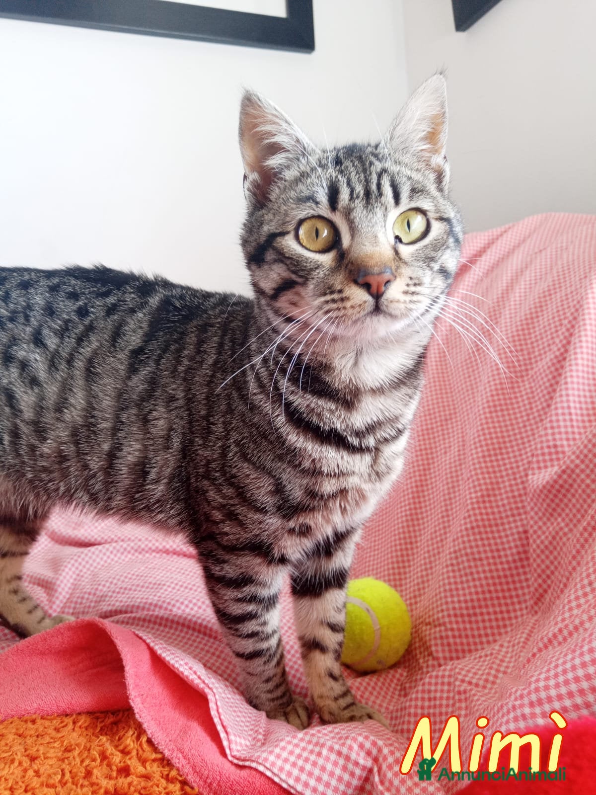 Europeo gatti DOLCISSIMA GATTINA MIMI' - Annuncio 1