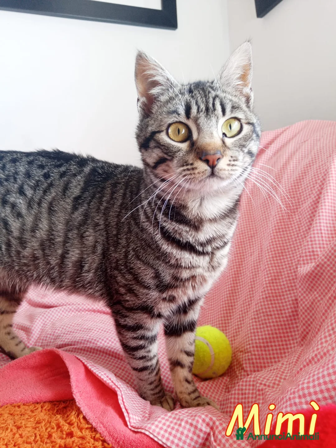 Europeo gatti in regalo: DOLCISSIMA GATTINA MIMI' - Annuncio 1