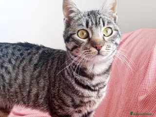 Europeo gatti DOLCISSIMA GATTINA MIMI' - Annuncio 1