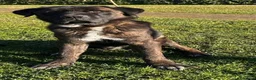 Meticcio cani in regalo: Simil Corso 5 anni - Annuncio 6