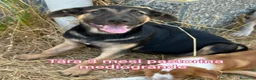 Meticcio cani in regalo: ADOTTA UN CUCCIOLO  a Provincia di Reggio Emilia - Annuncio 4