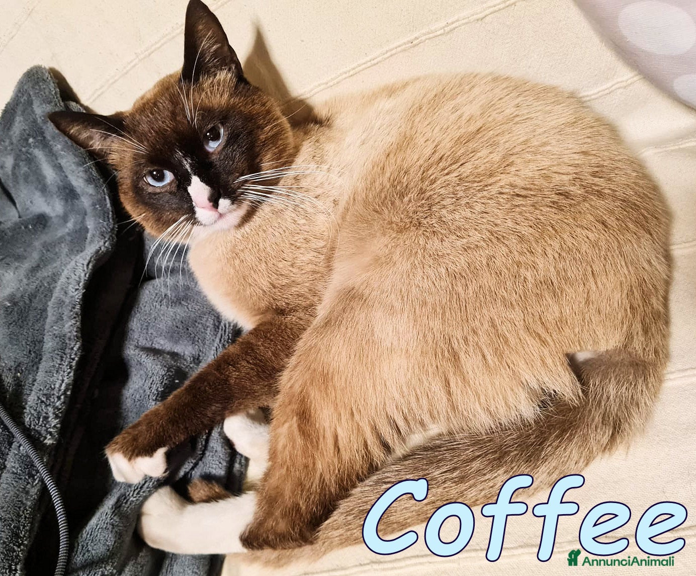 Siamese gatti COFFEE BELLISSIMO GATTINO SIMILSIAMESE - Annuncio 6