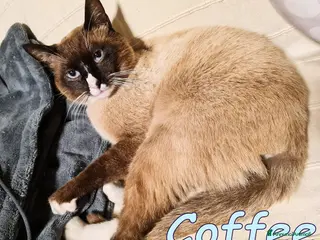 Siamese gatti COFFEE BELLISSIMO GATTINO SIMILSIAMESE - Annuncio 6