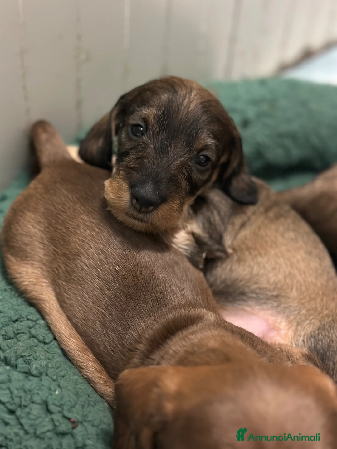Bassotto cani in vendita: Bassotto a pelo duro  - Annuncio 1