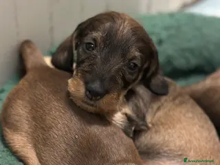 Bassotto cani Bassotto a pelo duro - Annuncio 11