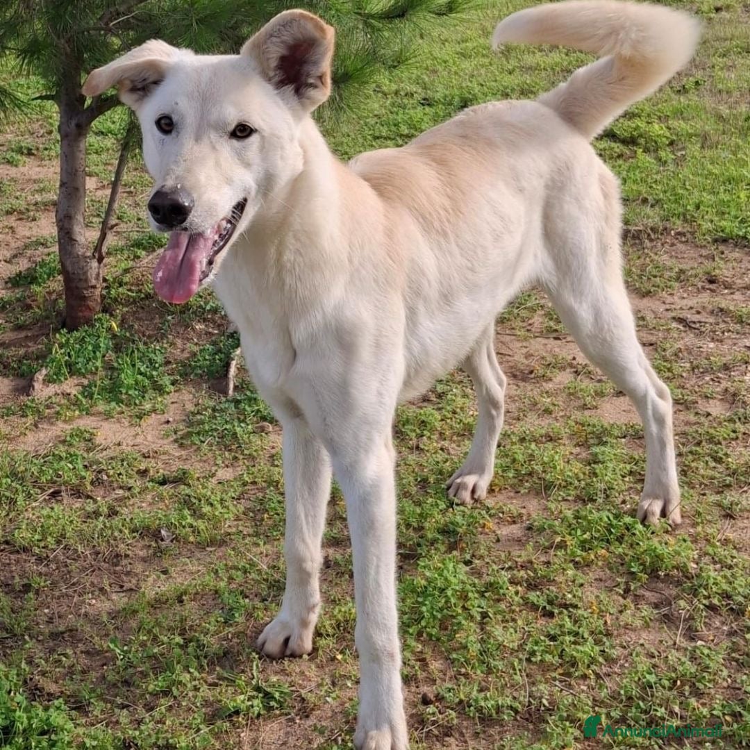 Meticcio cani in regalo: ERIS 🩷 -cucciola pura effervescenza e dolcezza 🥰 - Annuncio 2