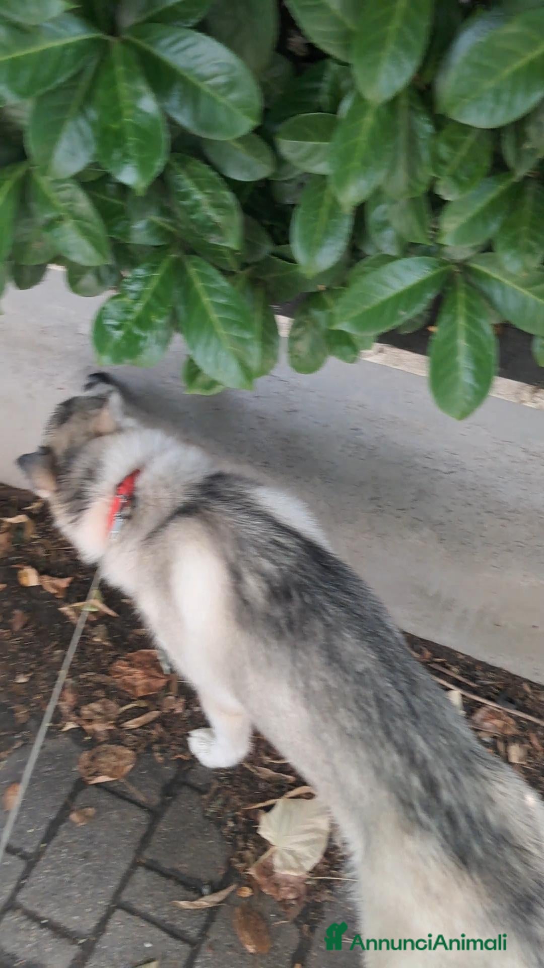 Altre razze cani Samia - Annuncio 1