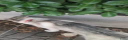 Altre razze cani in regalo: Samia a Provincia di Monza e della Brianza - Annuncio 1
