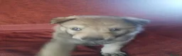 Lupo Cecoslovacco cani in vendita: Lupo cecoslovacco cuccioli - Annuncio 3