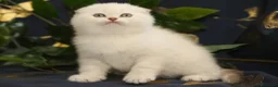 Scottish gatti in vendita: Cuccioli Scottish fold  - Annuncio 2