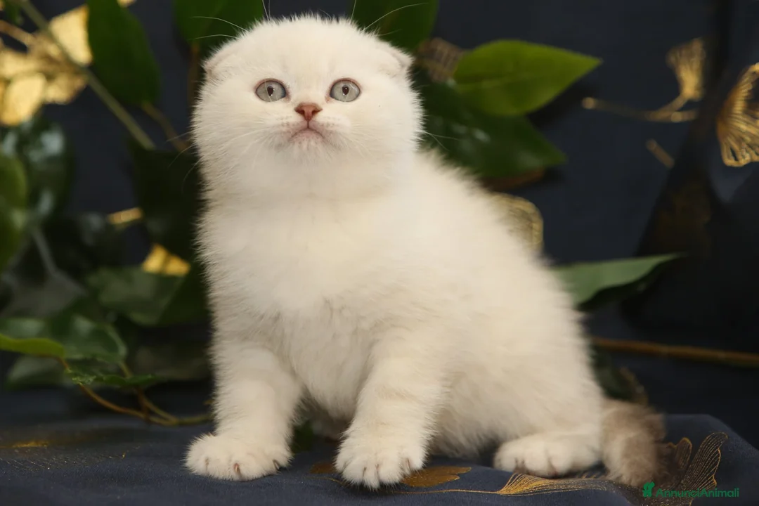 Scottish gatti in vendita: Cuccioli Scottish fold  - Annuncio 2