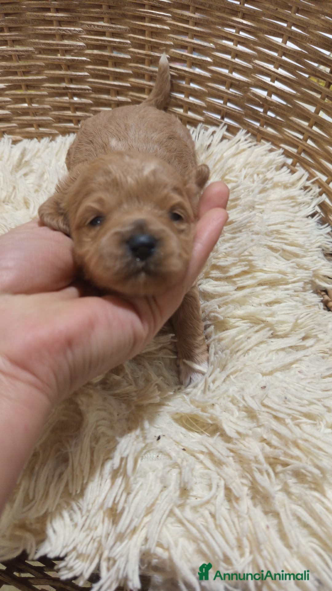 Meticcio cani Cuccioli di Maltipoo toy, disponibili da metà mese - Annuncio 1