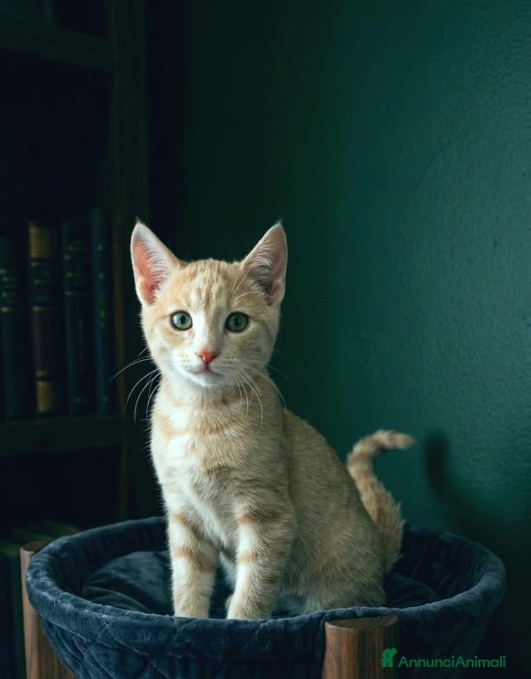 Altre razze gatti Gattini rossi fiv felv -  - Annuncio 14
