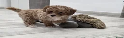 Barboncino cani in vendita: Barboncino nani red - Annuncio 8