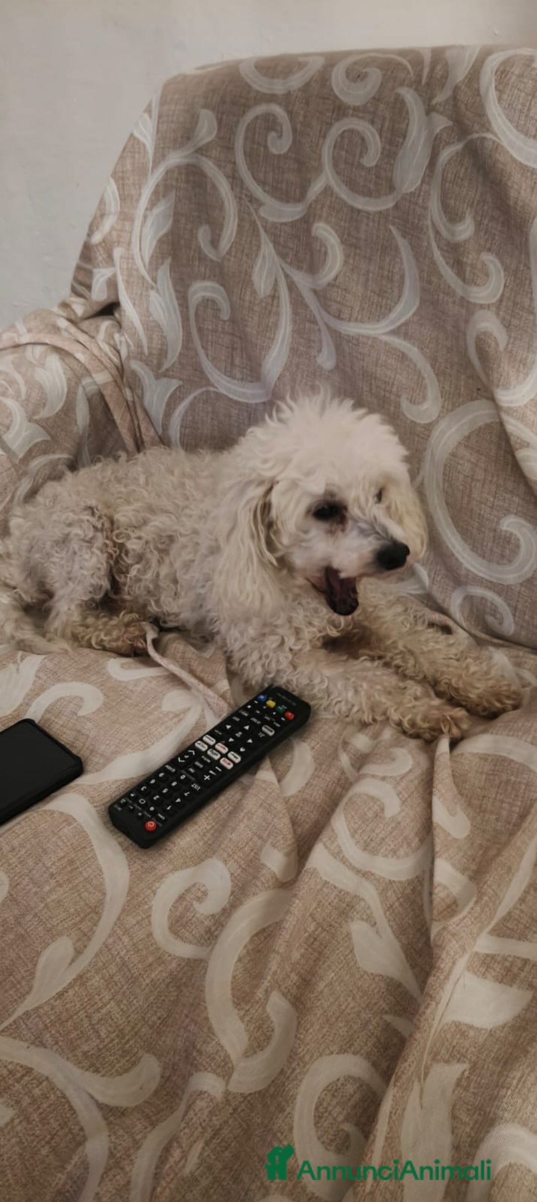 Barboncino cani in regalo: Ariel - Annuncio 6