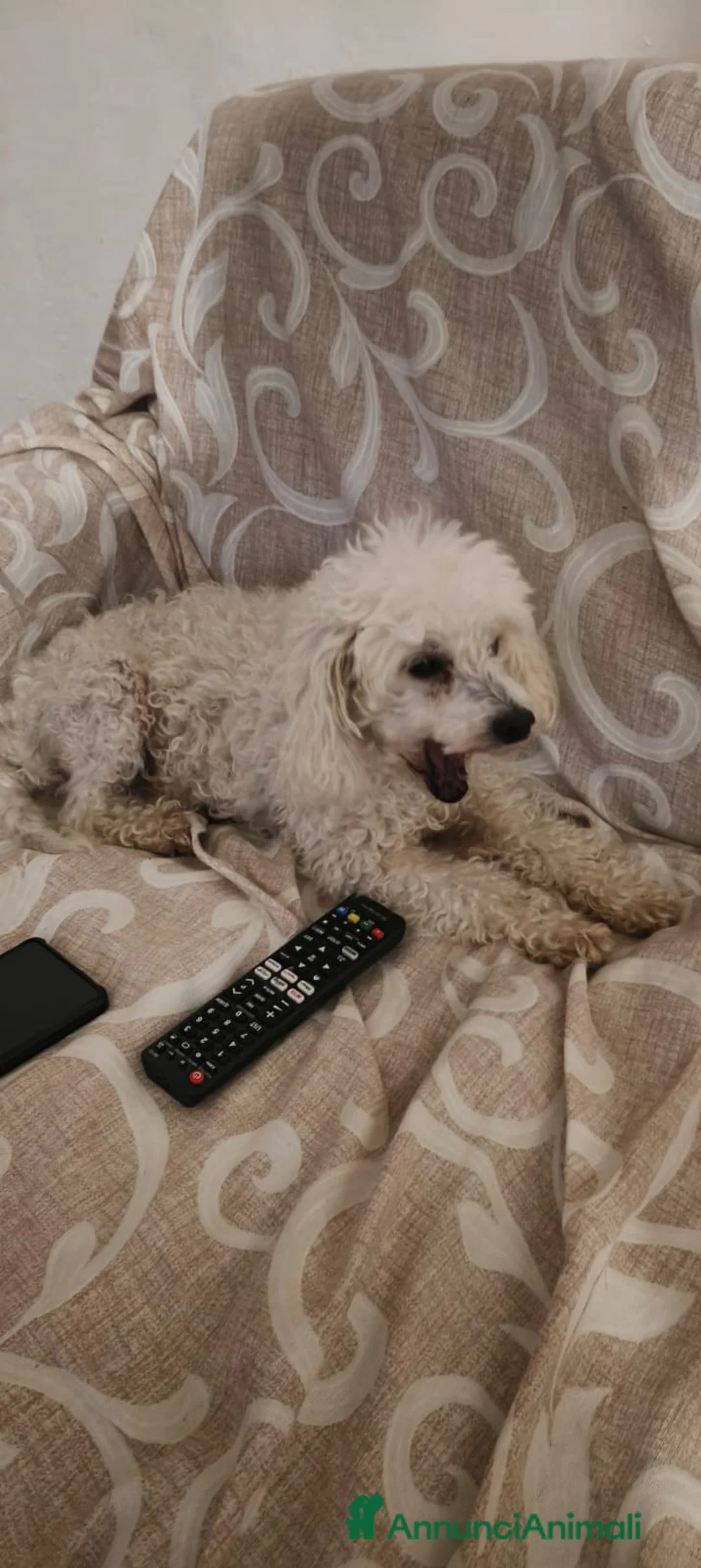 Barboncino cani in regalo: Ariel - Annuncio 6