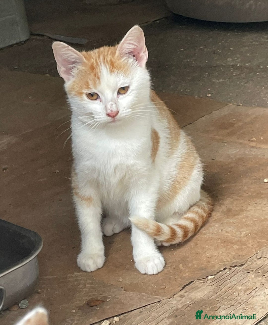 Meticcio gatti in regalo: POOH e KANGA - Annuncio 17