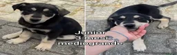 Meticcio cani in regalo: Servono adozioni x salvarli a Provincia di Modena - Annuncio 12