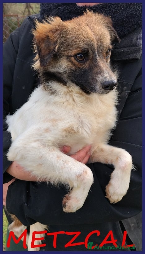 Meticcio cani METZCAL CUCCIOLONE 9 MESI TG PICCOLA CERCA FAMIGLI a Città metropolitana di Milano - Annuncio 42
