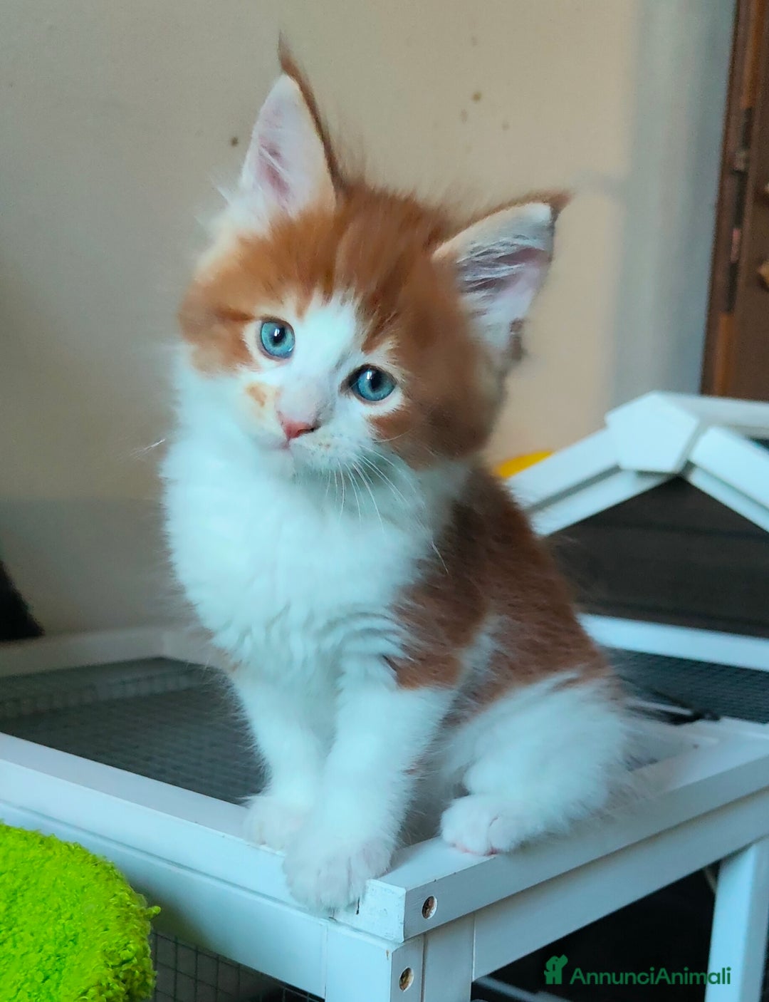 Maine Coon gatti in vendita: piccoli giganti Cattery - Annuncio 18