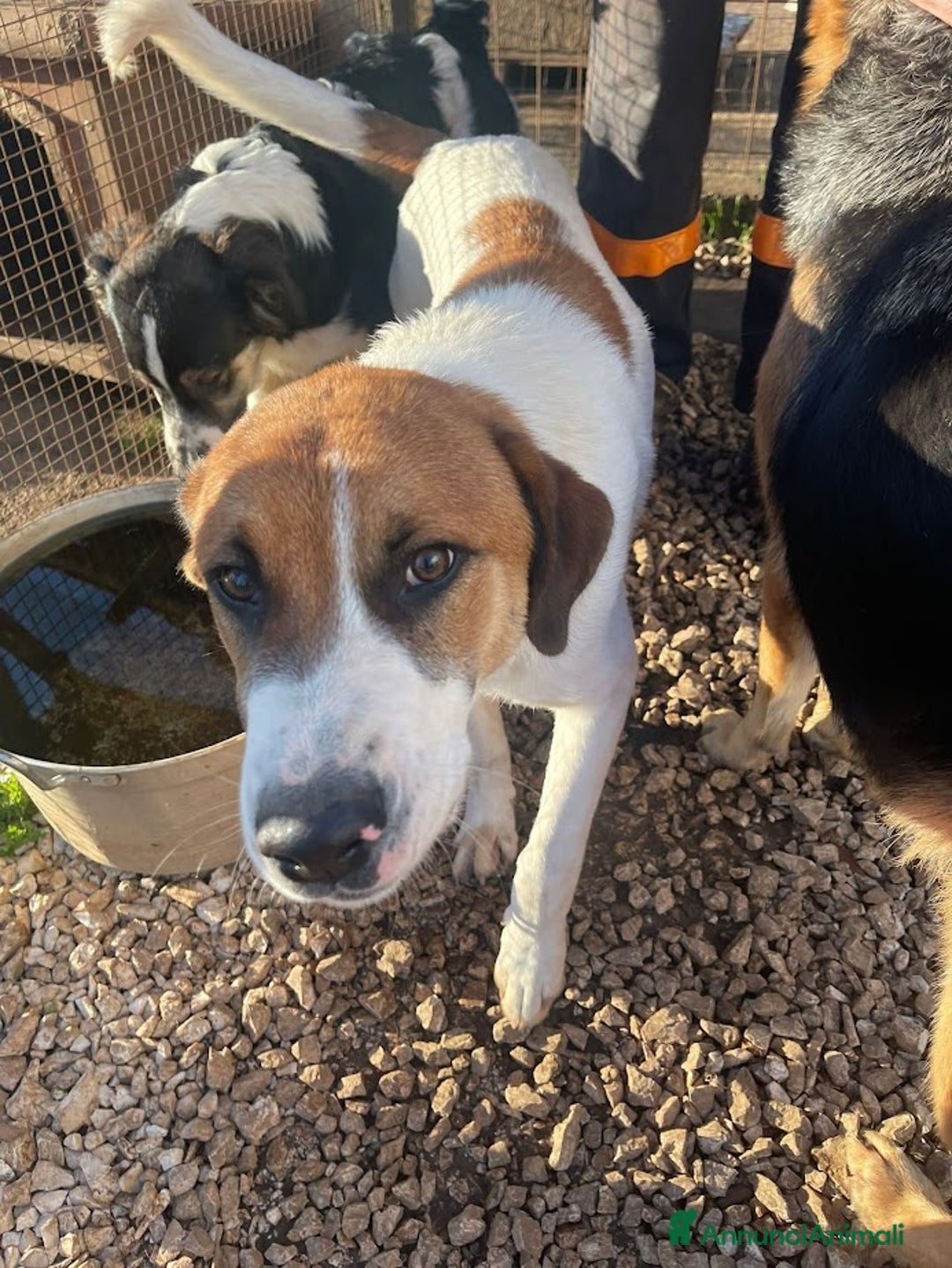 Meticcio cani in regalo: DOLCE BUBI 6/7 MESI  - Annuncio 5