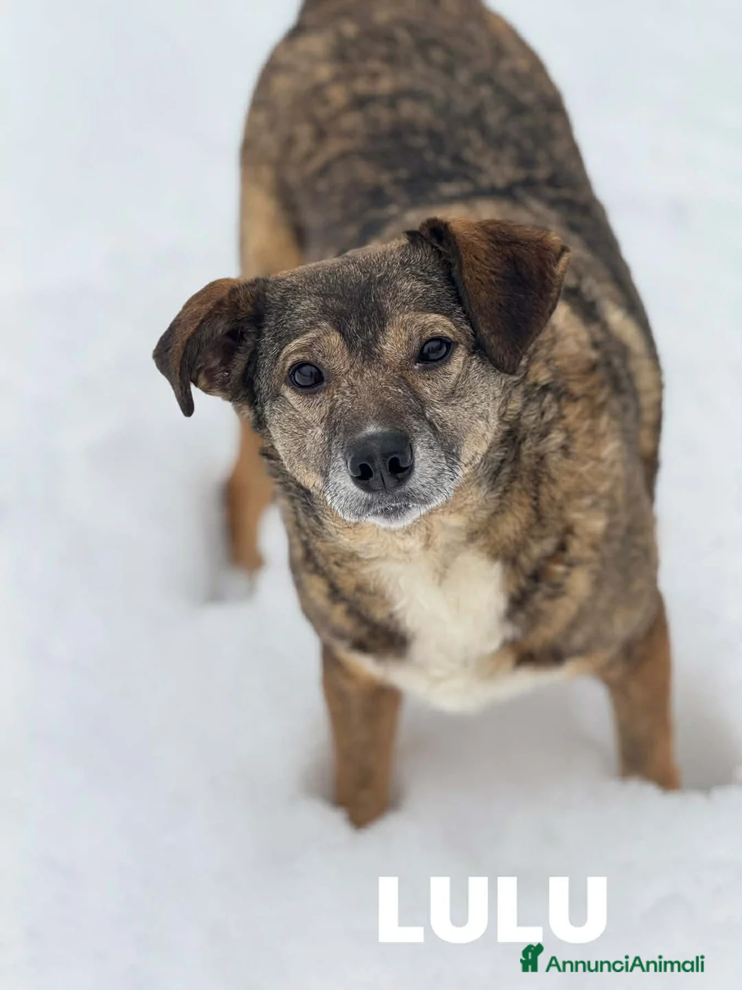 Meticcio cani in regalo: LULU, tenerissima piccoletta cerca famiglia! - Annuncio 7