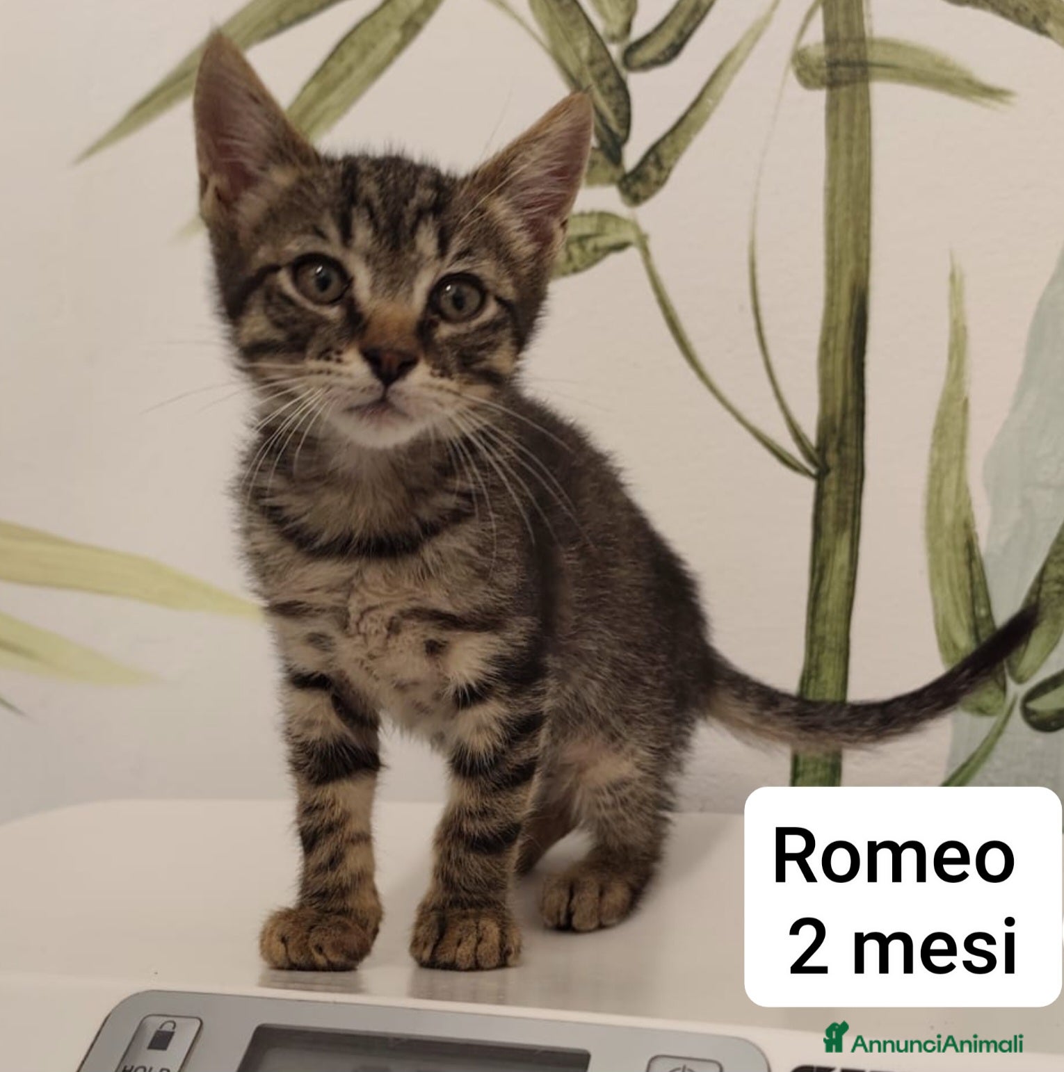 Europeo gatti SERVONO ADOZIONI X SALVARLI  - Annuncio 1