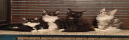 Maine Coon gatti in vendita: Dolcissimo gattino Maine Coon con pedigree - Annuncio 4
