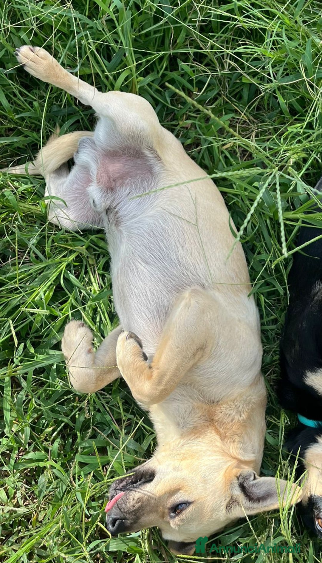 Altre razze cani in regalo: Cagnolino di taglia piccola  - Annuncio 2