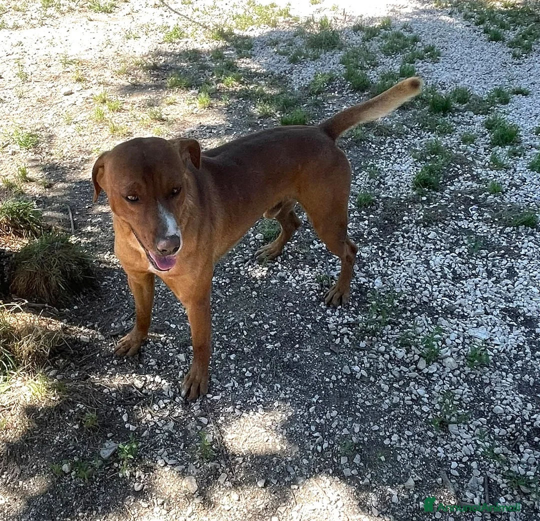 Meticcio cani in regalo: IL DOLCISSIMO CORFU' - Annuncio 2